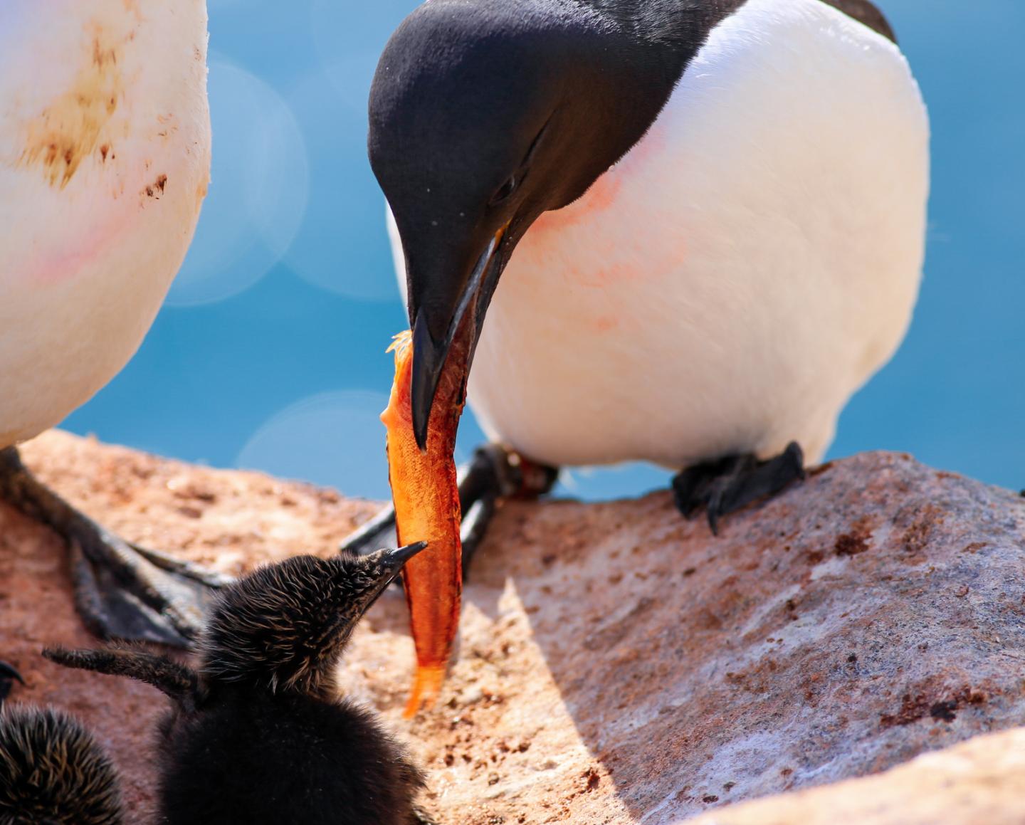 Un Guillemot de BrÃ¼nnich nourrit son petit