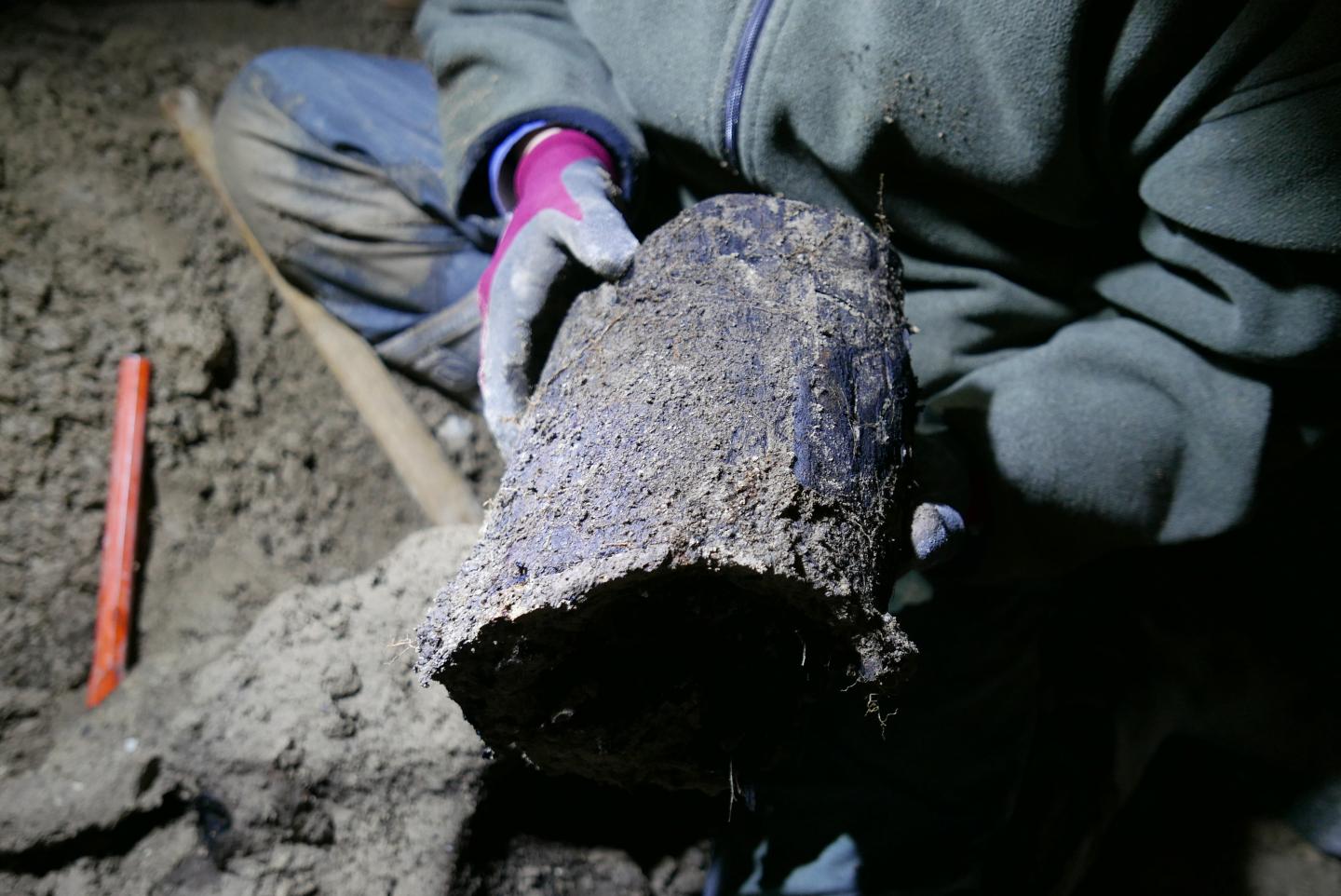 13,000-Year-Old Tree Trunk