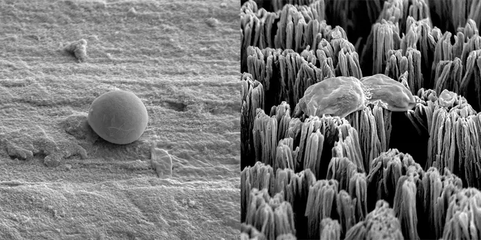 Candida fungus on two surfaces