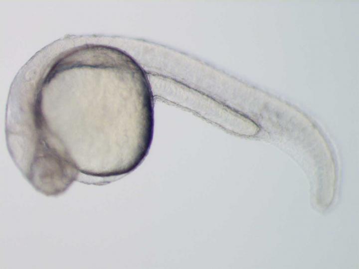 Zebrafish Embryo