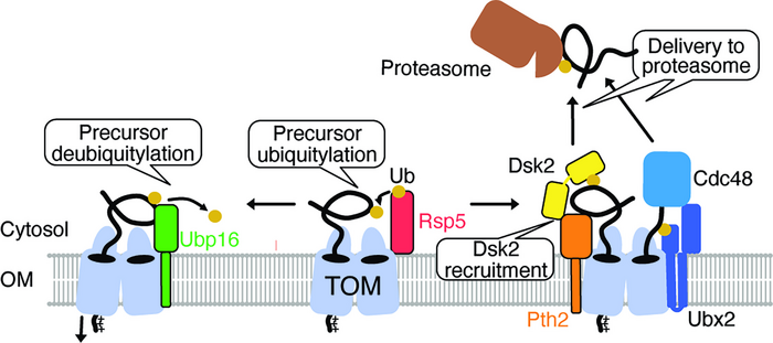 Unraveling the protein map of the - Public