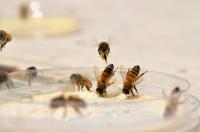 Honey Bee Workers Collecting Artificial Pollen Diets from a Feeding Dish
