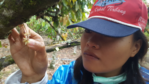 Hand-pollination of cacao in Indonesia. Good eyesight is required for this, as the flowers are tiny.