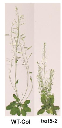 Plants with and without GSNOR