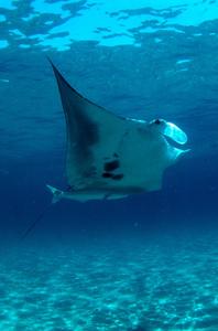 Giant Manta Ray