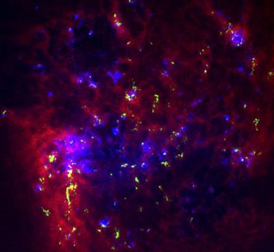 Molecular Clouds in the LMC
