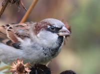 A house sparrow