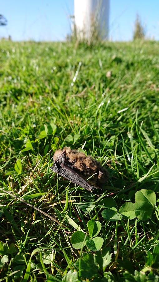 A dead pipistrelle at a wind farm