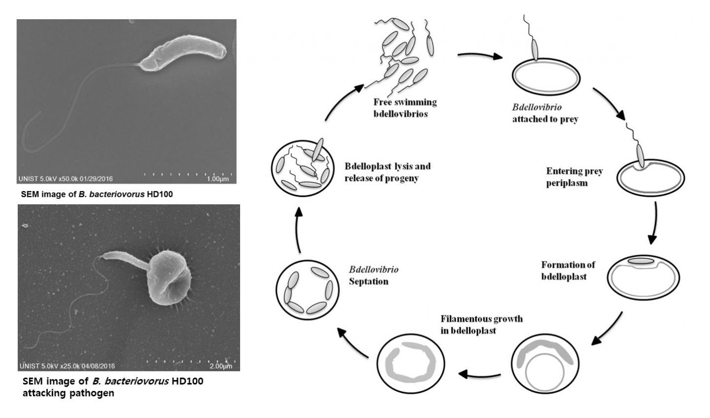 B. bacteriovorus HD10