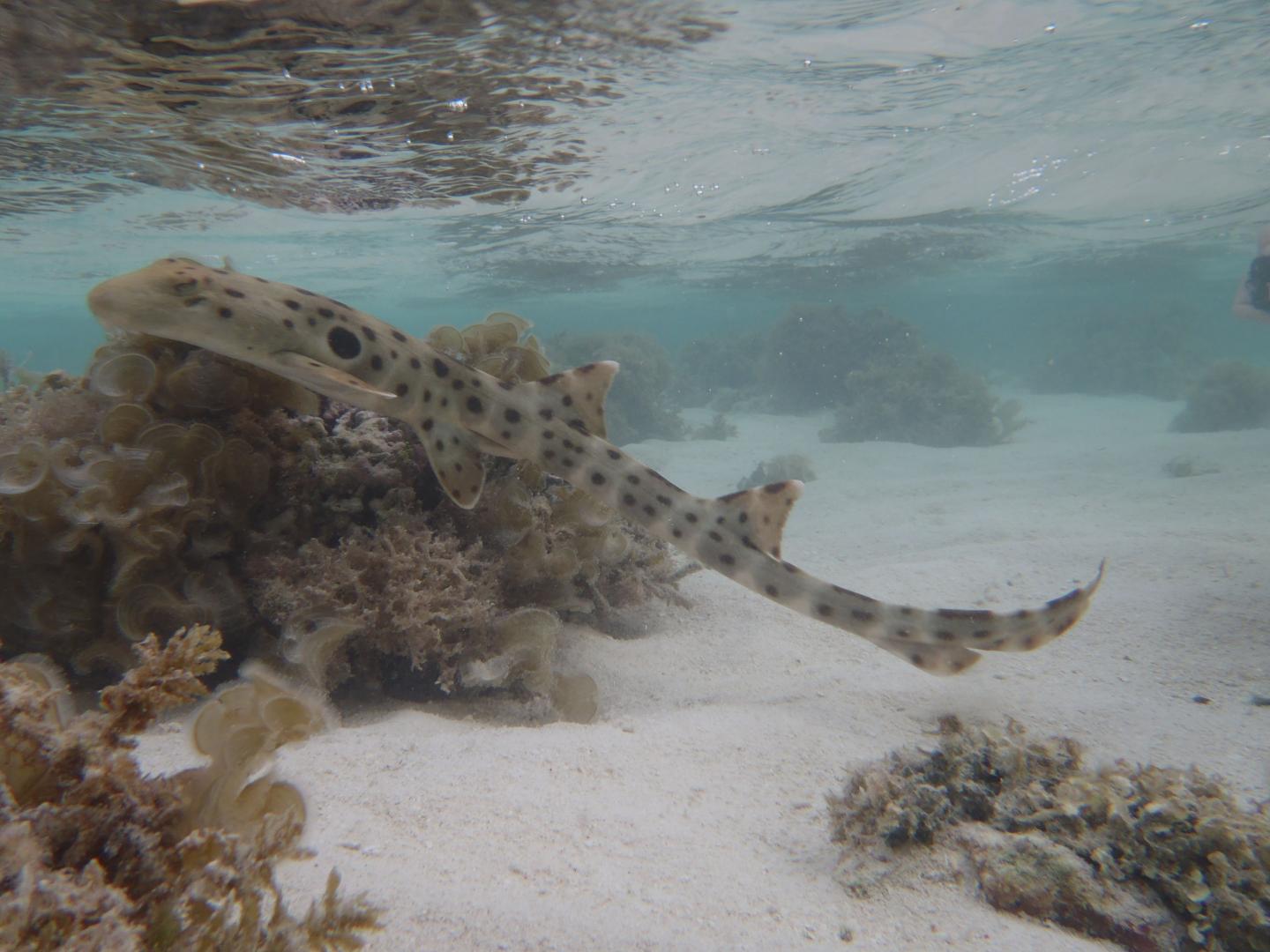 Epaulette Shark (3 of 3)
