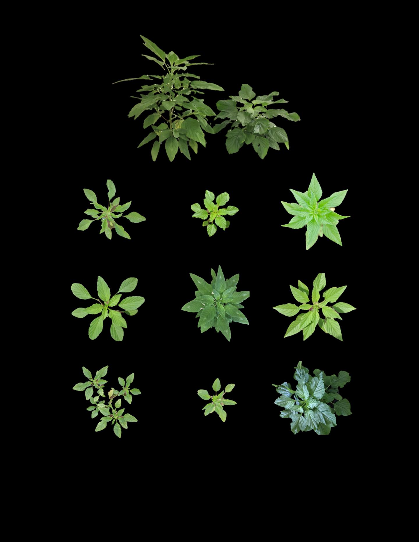 Ddiversity in Morphology that We Found Among Palmer amaranth Populations