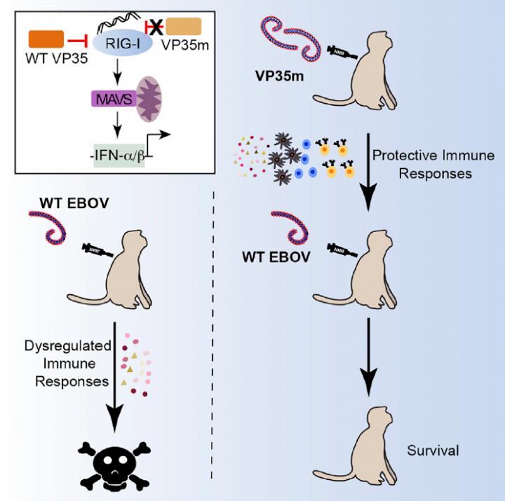 VP35 Mutant Ebola Virus Vaccine