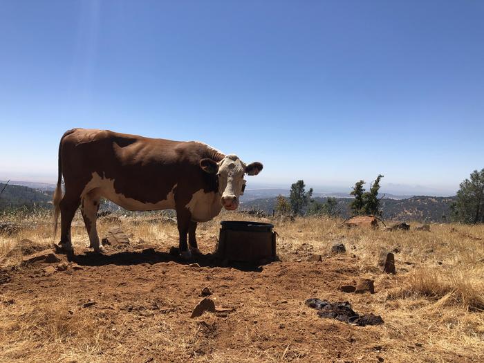 A cow at the Sierra Foothill Research and Extension Center