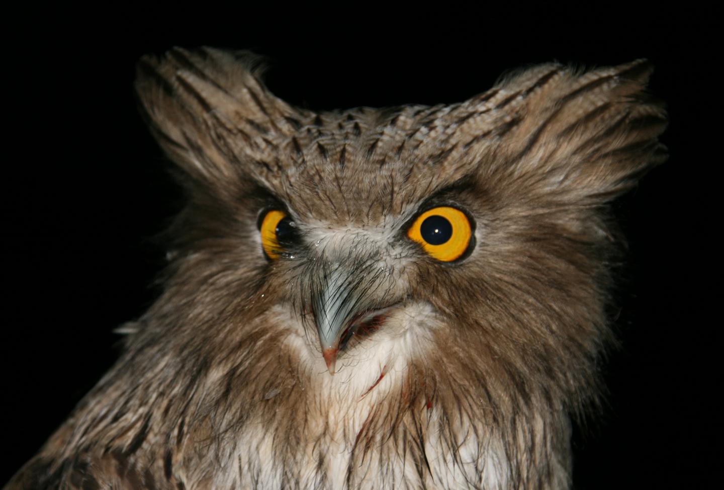 Blakiston's Fish Owl