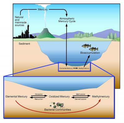 ORNL Research Reveals New Challenges for Mercury Cleanup