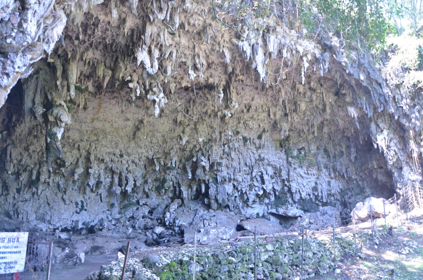 A Short Genetic History of the Flores Island Pygmies (2 of 2)