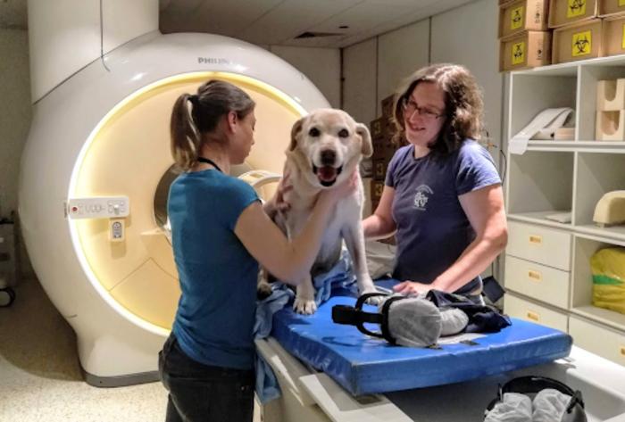 Kamilla, one of the oldest dogs involved in the research, after an rs-fMRI measurement.