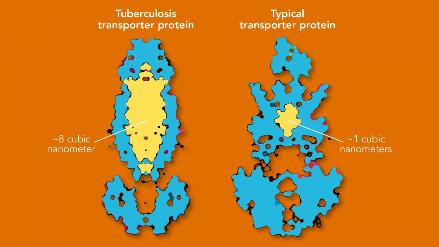 Comparison of New and Typical Importer Protein Cavities