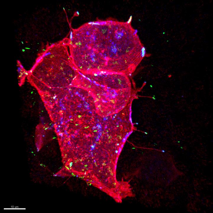 Zebrafish Cells Imaged using the TCS SP8 FALCON