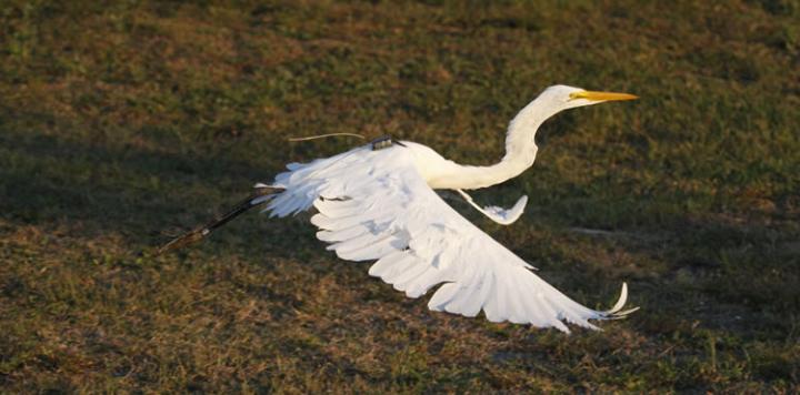 Great Egret with Satellite Tag