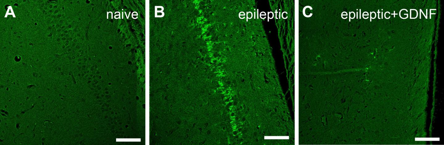 Attenuating Cell Death