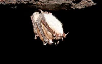 Hibernating Little Brown Bat with White-Nose Syndrome
