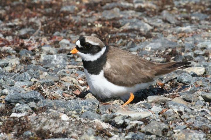 Ringed Plover