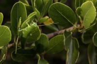 Stick Bugs Reveal Predictable Processes of Ev | EurekAlert!