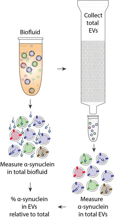 Measuring the true content of extracellular vesicles in blood