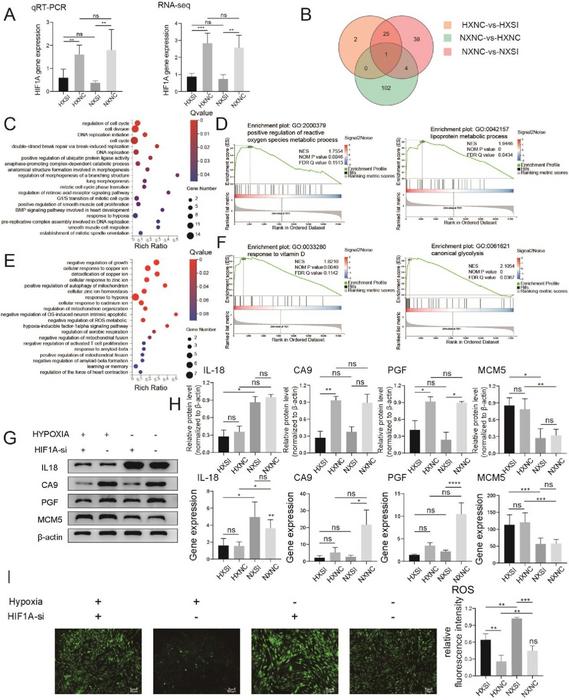 Transcriptomic analysis and validation of NPCs.