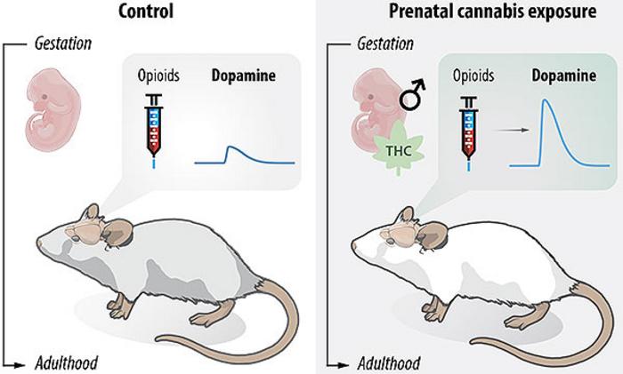 Effects of THC Exposure in Utero on Brain Wiring Later in Life