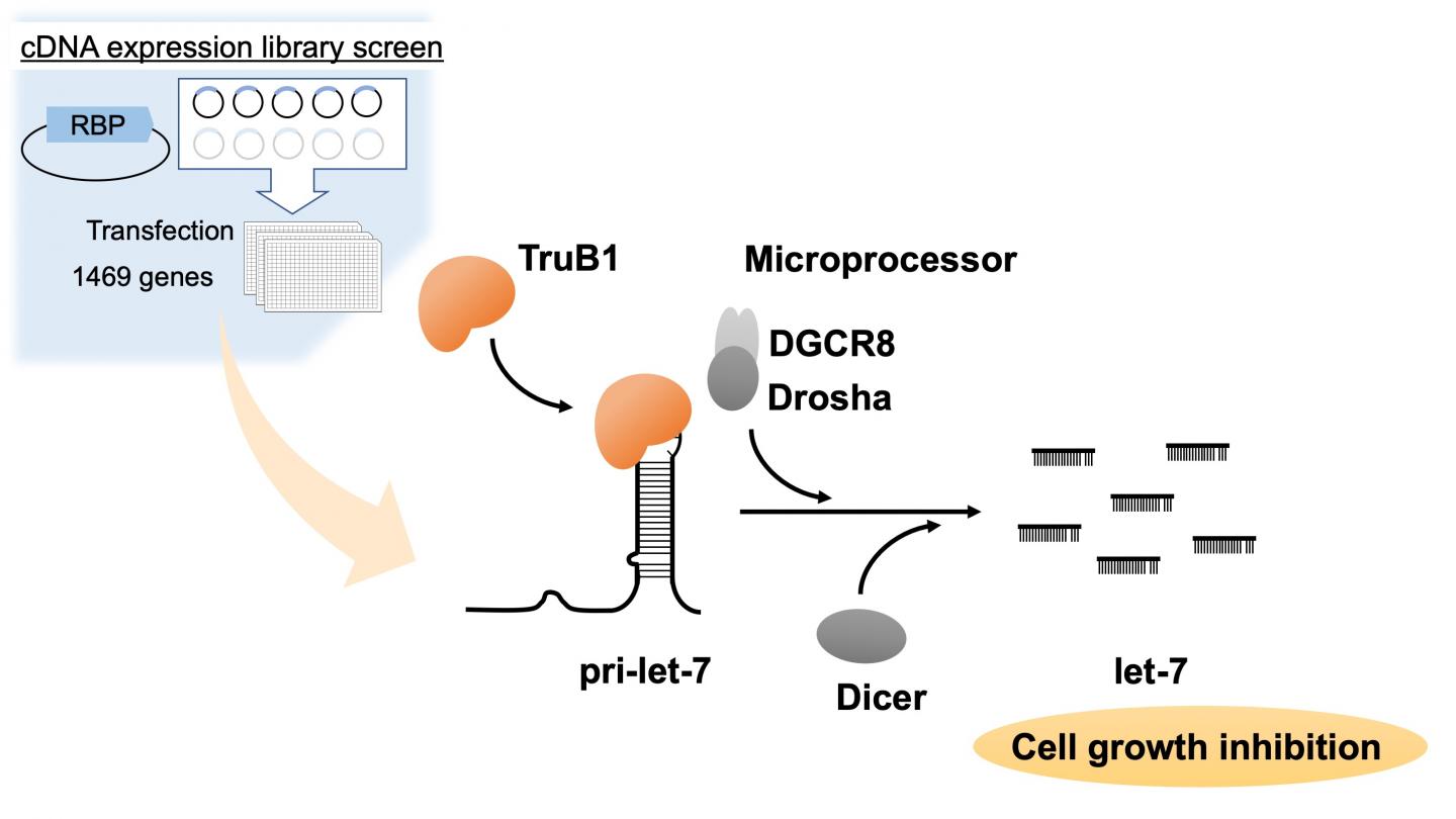 TruB1 promotes the maturation of let-7