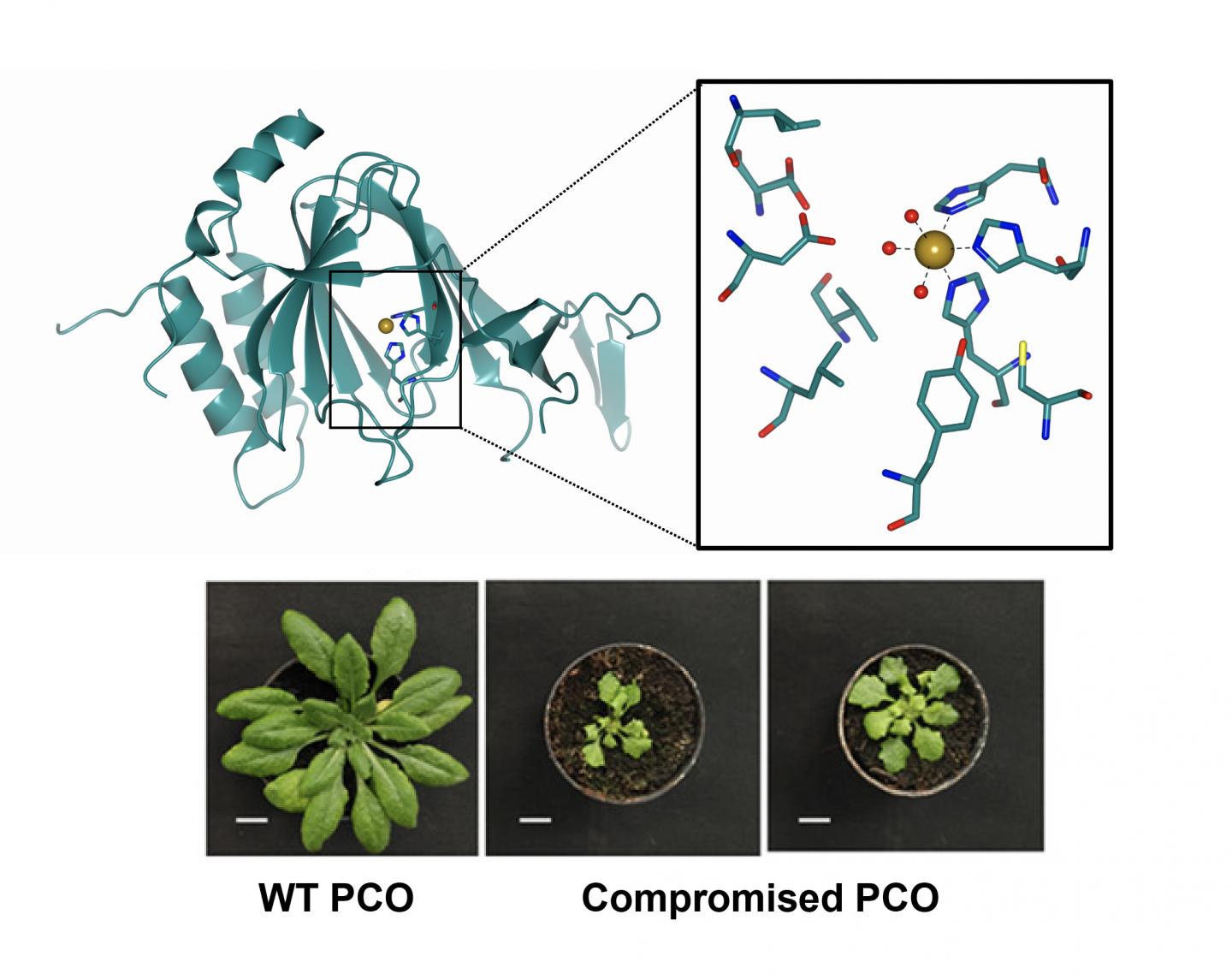 Crystal Structure of PCO4