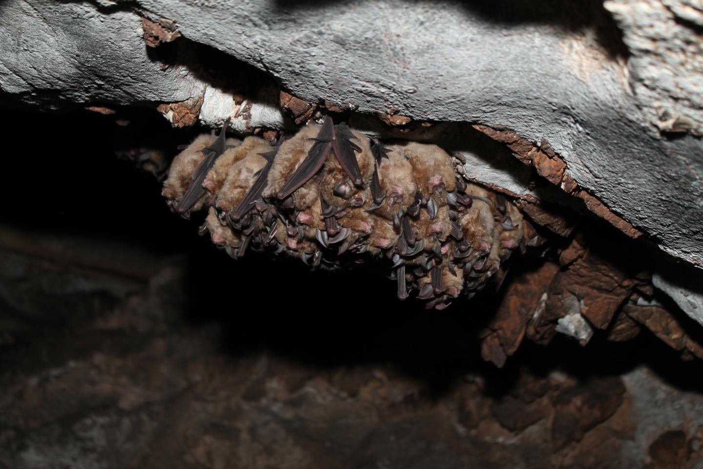 A Cluster of Greater Horseshoe Bats (Rhinolophus Ferrumequinum) Roosting in a Cave at the End of Win
