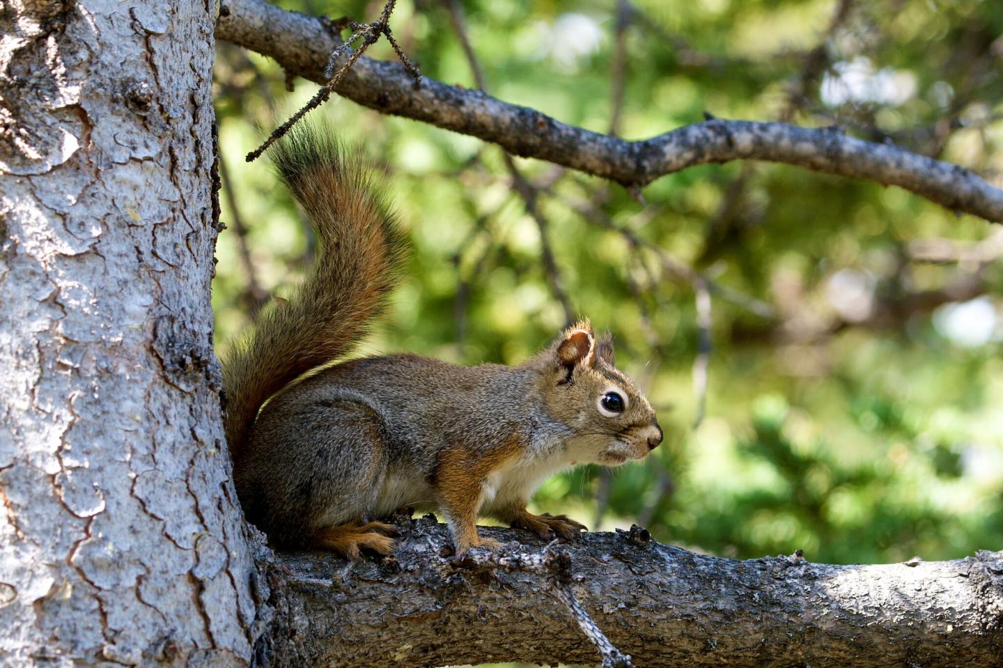 North American Red Squirrel