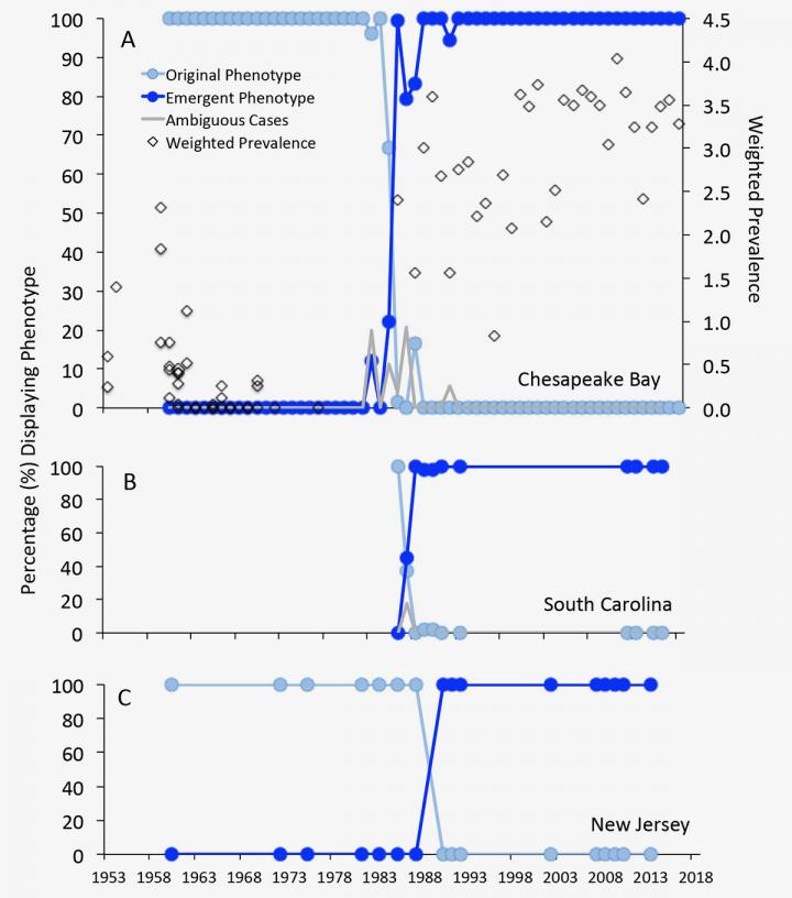 Dermo Time-Series