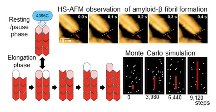 Take Aim at the Pause!  New Insights into Amyloid β Fibril Growth Offer Hope for Halting Alzheimer's Progression