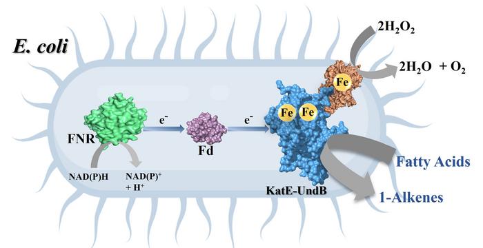 Engineered whole cell biocatalyst for efficient 1-alkene production