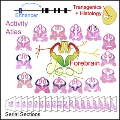 Atlas of Brain Gene Enhancers