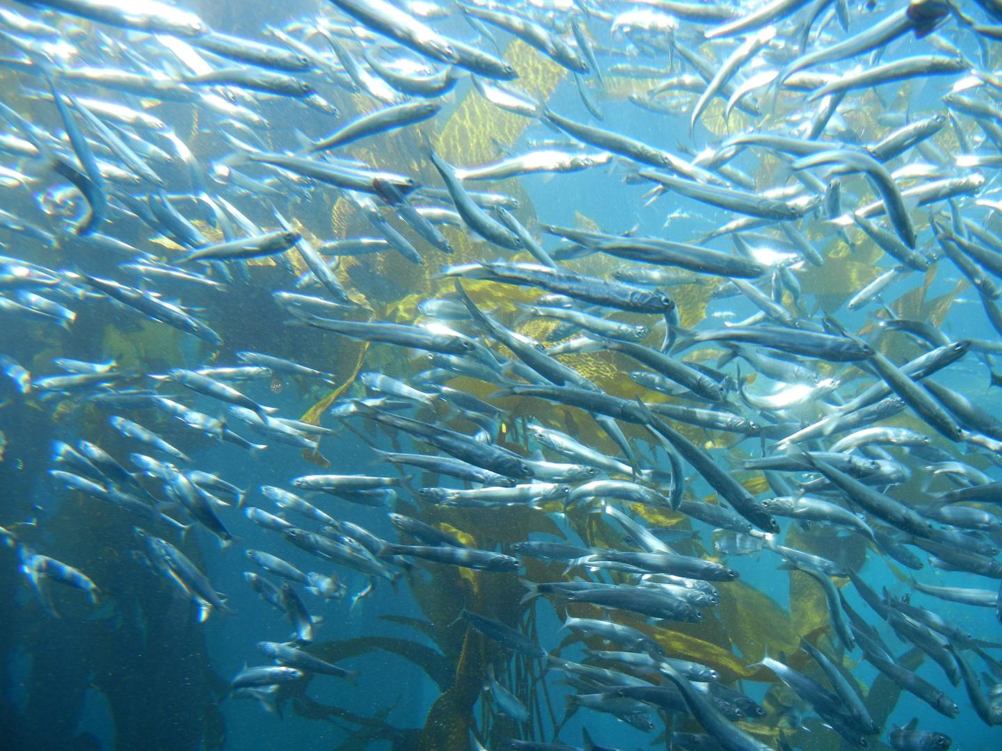 Anchovy [IMAGE] EurekAlert! Science News Releases