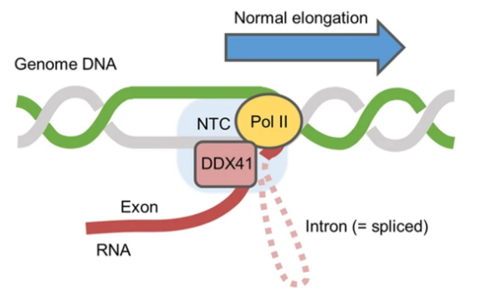 The functional significance of DDX41 in molecular processes.