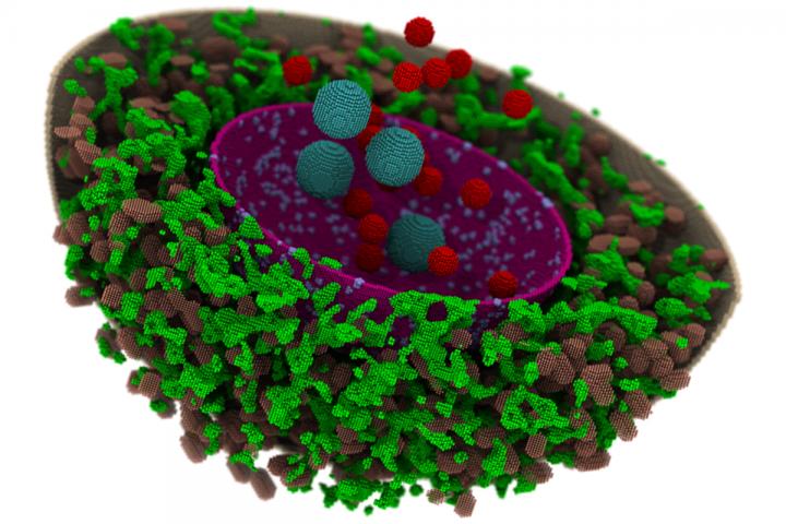 Computational cell model