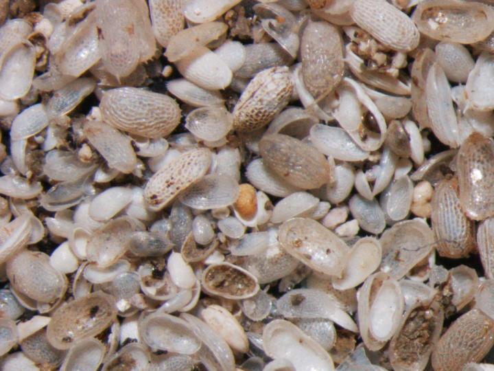 Ostracod Shells
