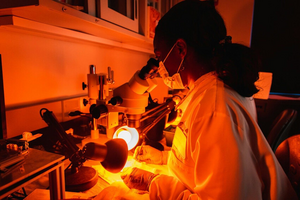 Could stopping 'zzz's' prevent mosquitoes from spreading disease? - EurekAlert