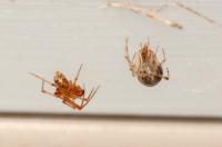 Arthropods of Our Homes: Cobweb Spiders