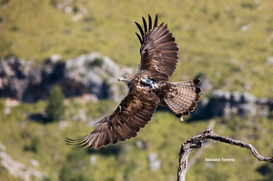 Bonelli’s eagle