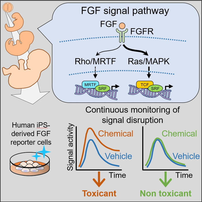 Developmental Toxicity Assay based on Human iPS Reporter Cells