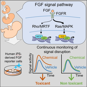 Developmental Toxicity Assay based on Human iPS Reporter Cells