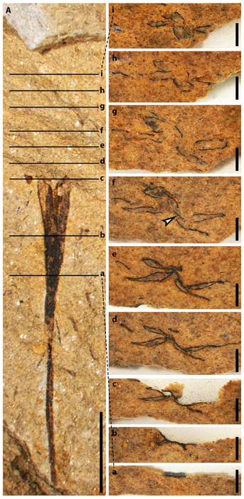 Serial transverse sections of a Guazia ovule