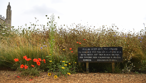 Edge of the meadow